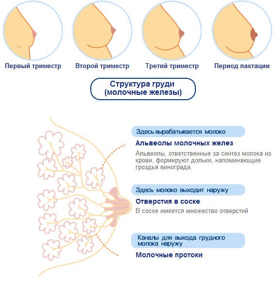 Как болит грудь при беременности на ранних сроках, во втором, третьем триместре. Когда начинает, перестает, как меняются железы