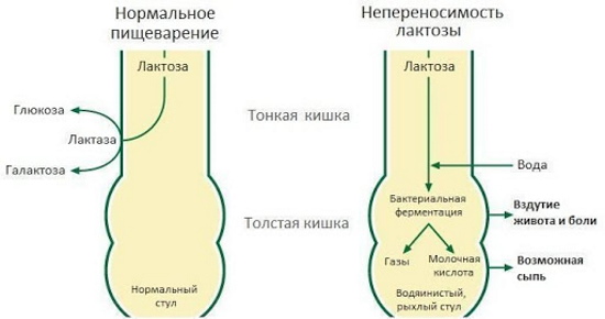 Каша ФрутоНяня на ночь. Состав, цена, отзывы