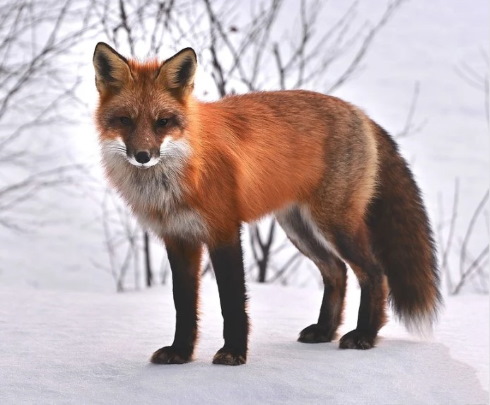 Фото зверей для детей